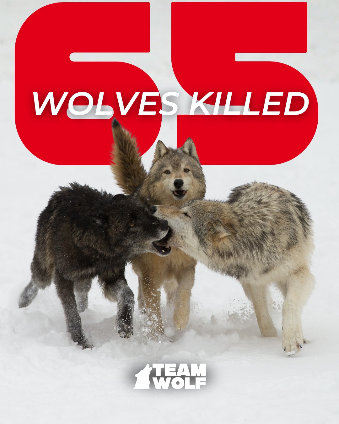 Team - Hunters in Montana have killed 65 wolves so far this season with ...