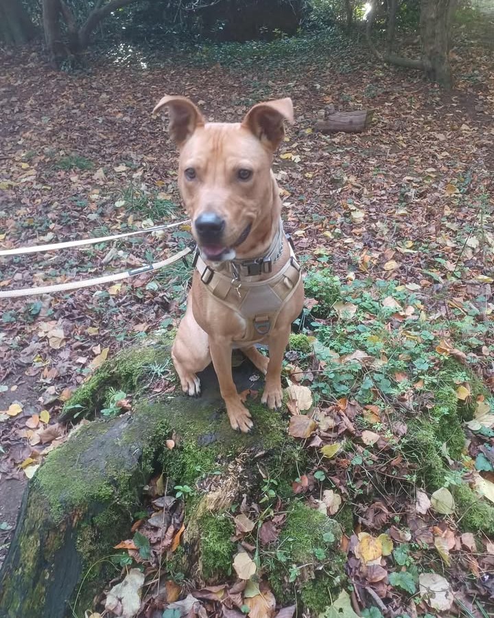 Berwick - An update from the lovely #ExBARK Dog Marley One whole week ...