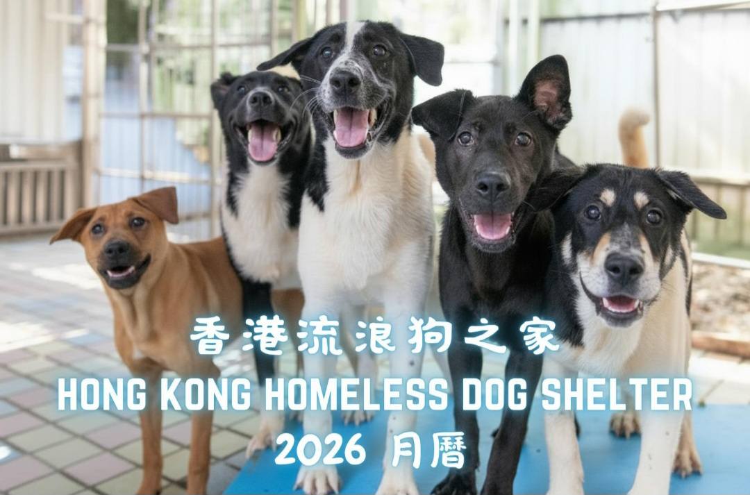 香港流浪狗之家 - 香港流浪狗之家 added a new photo.