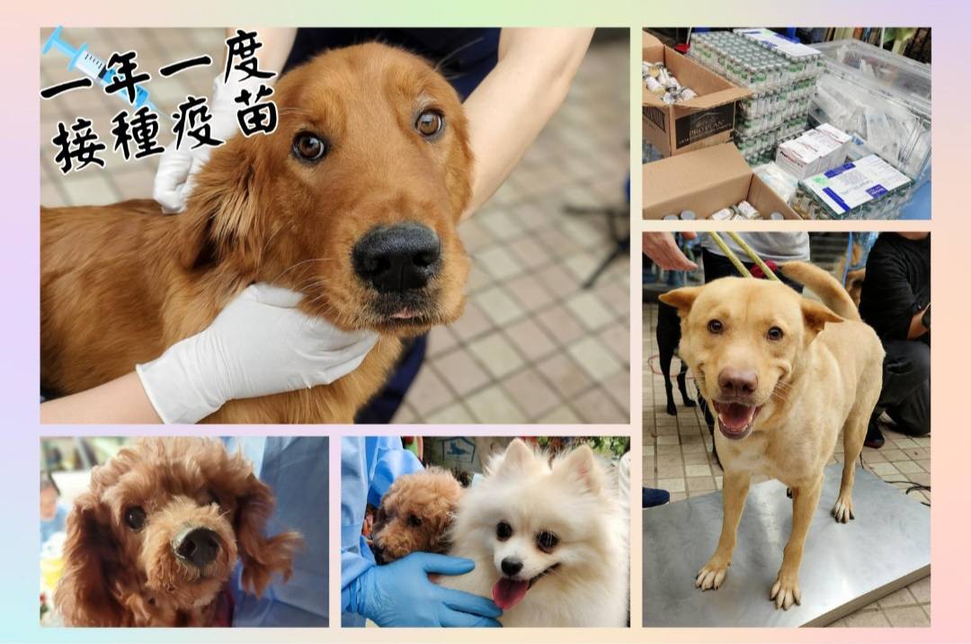 香港流浪狗之家 - 香港流浪狗之家 added a new photo.