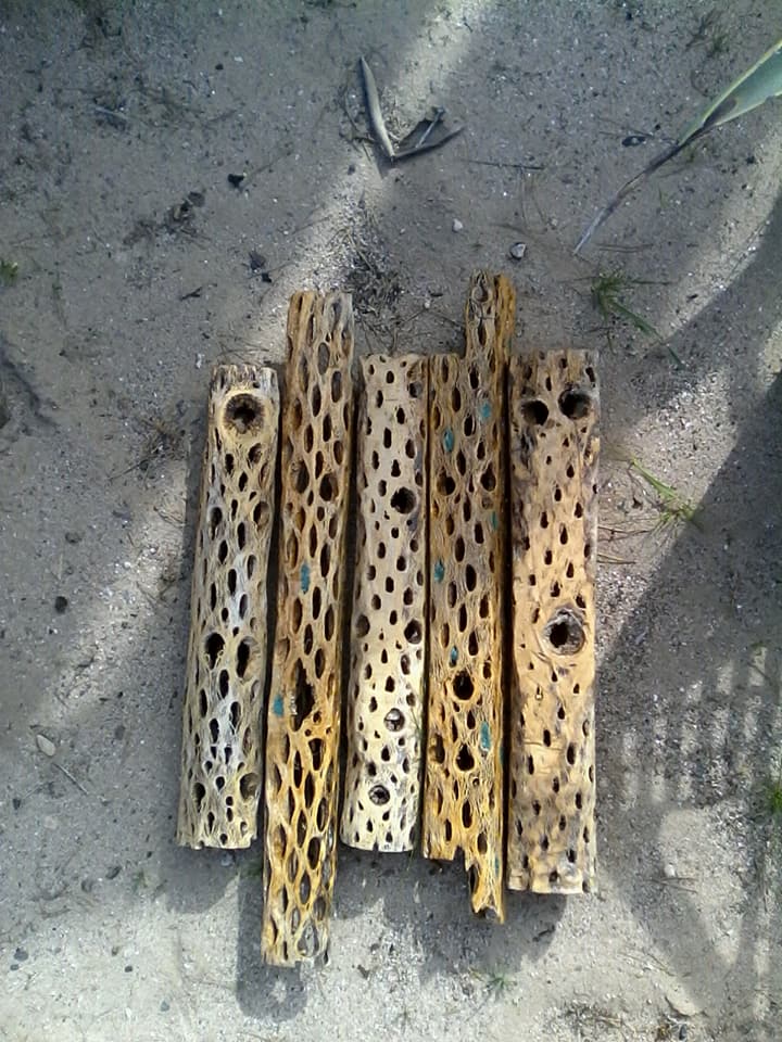 Cholla and saguaro ribs - Garden Items - Marana, Arizona | Facebook ...