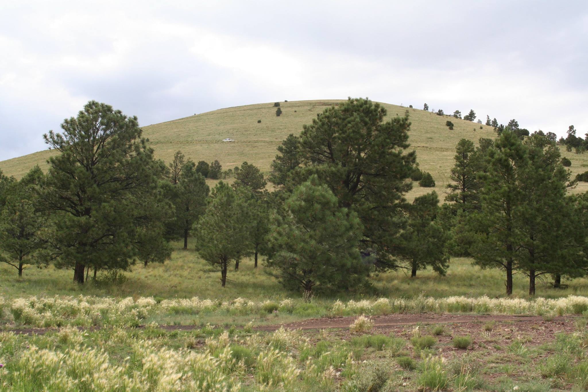 Whiting Homestead | Springerville AZ