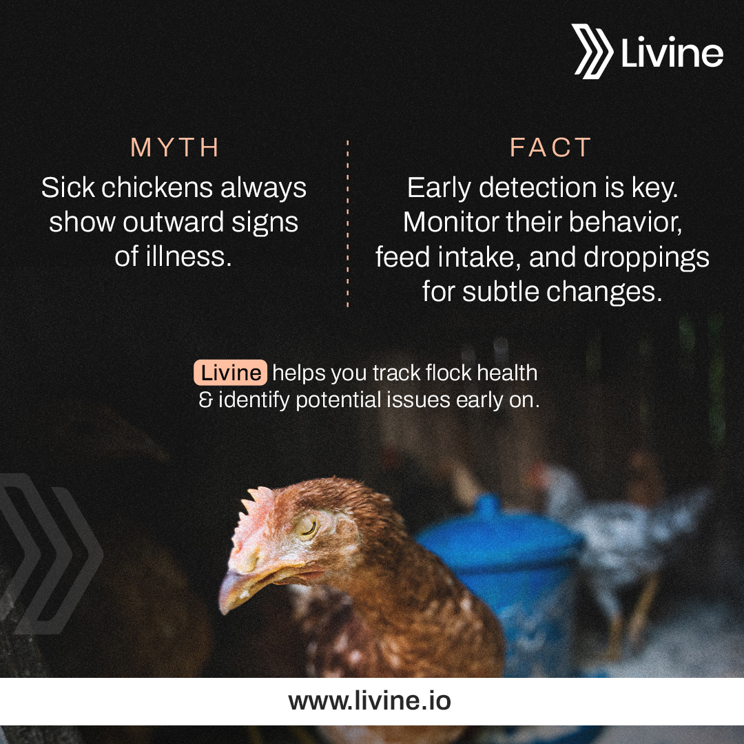📸 Poultry Myth Buster! 🐔 Sick... - Livine Poultry Software | Facebook