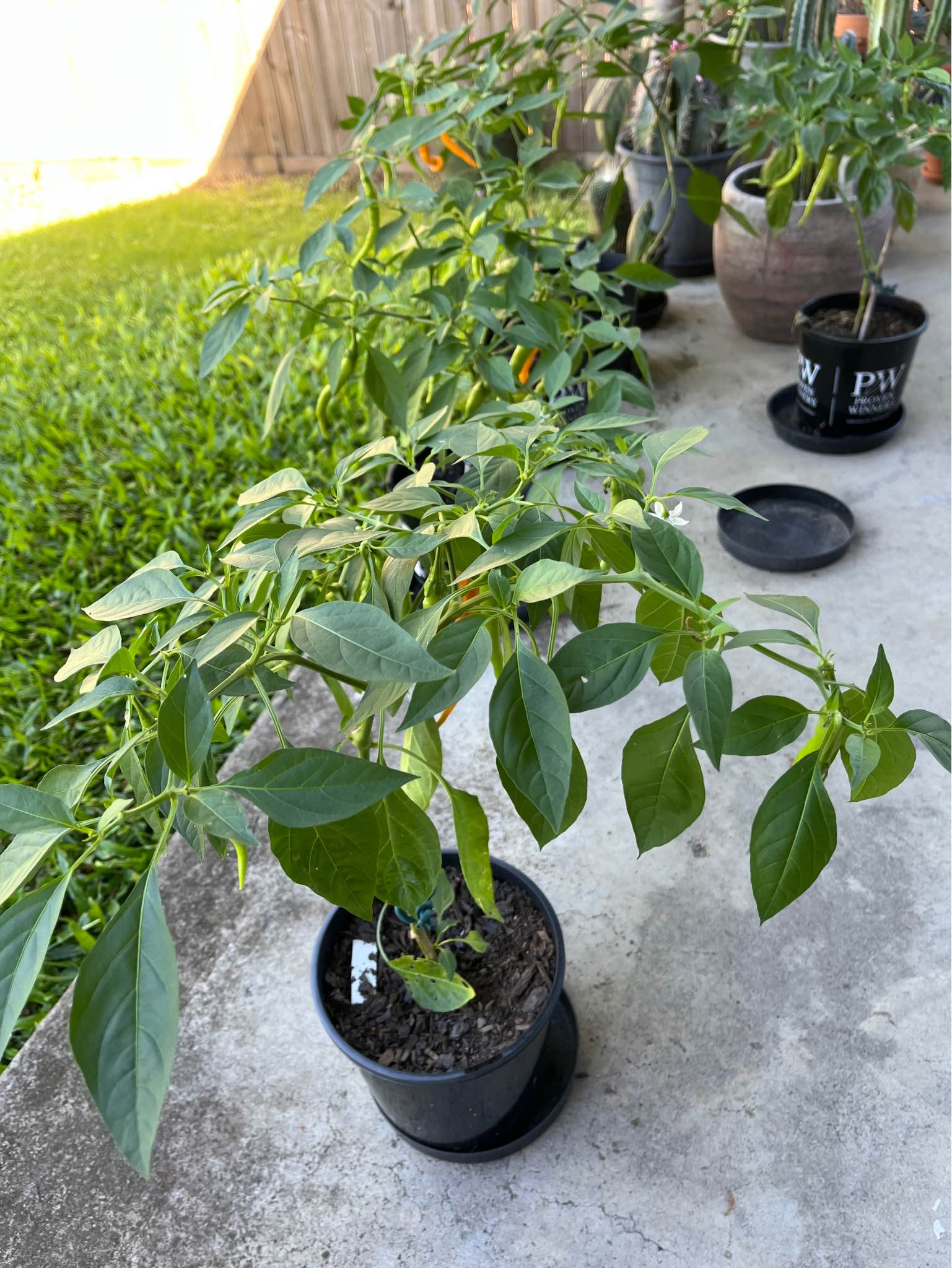 Chilli Aji Cito Mango x Turkish Snake (1 plant left) - Plants ...