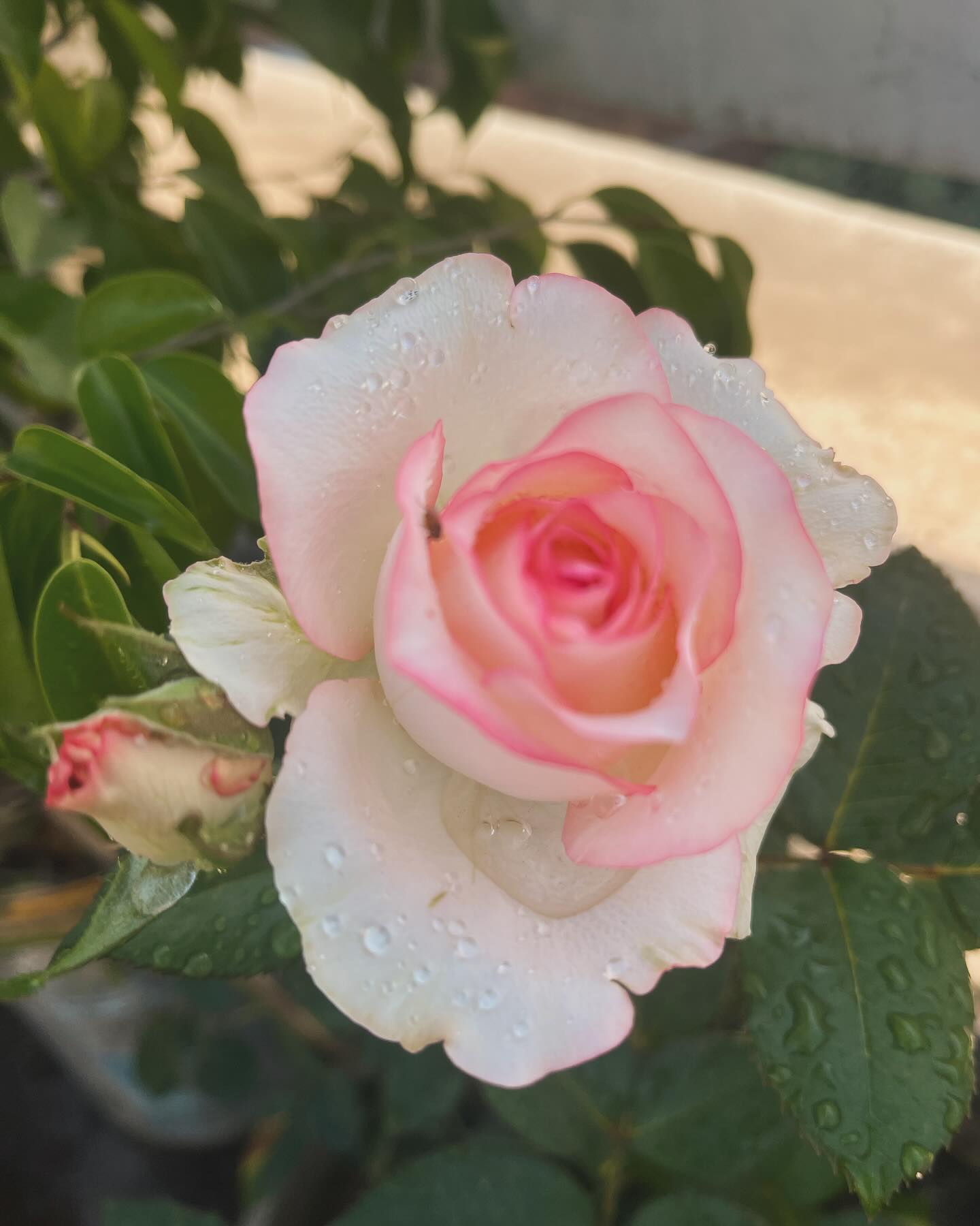 Eden Rose '88 Fully double old fashioned type flowers of creamy