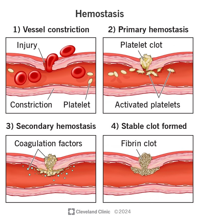 Hemostasis is a four-step process to... - Scientists Academy | Facebook