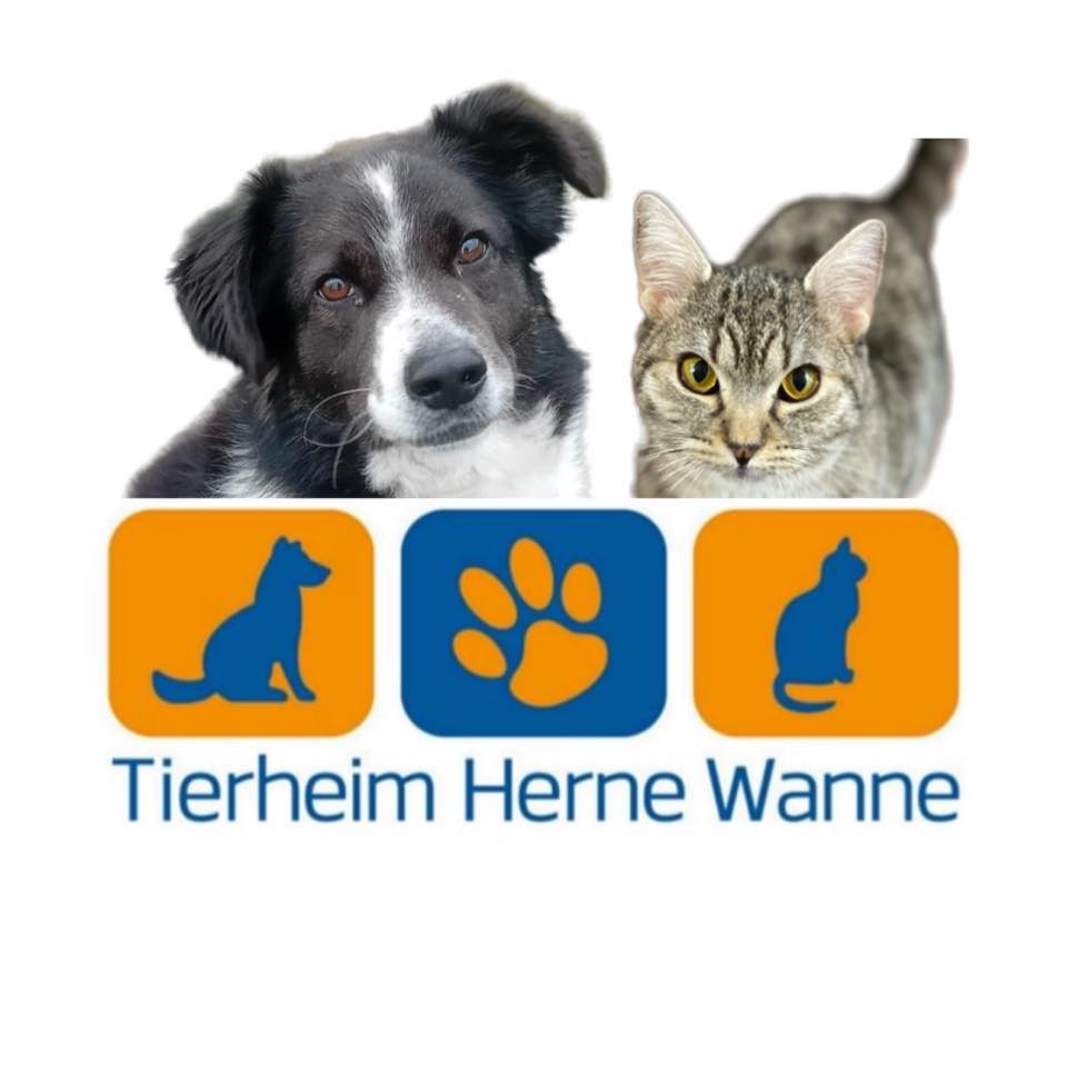 🐾💨 Achtung, hier kommen Ruben & der kleine Nico! 😂 ️ Wenn zwei kleine ...