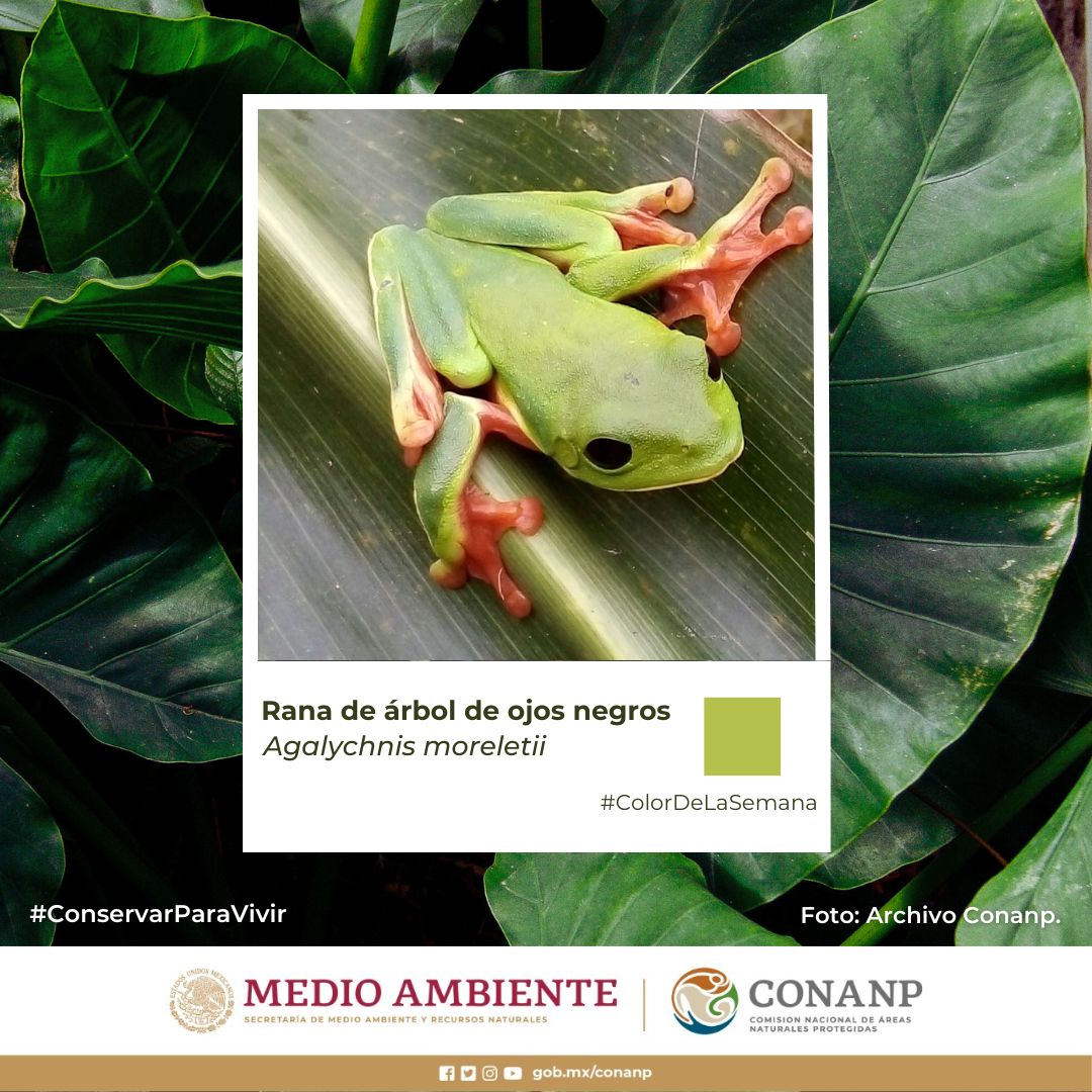 #ColorDeL... - Comisión Nacional de Áreas Naturales Protegidas