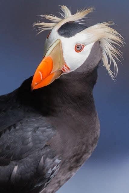 Tufted Puffin avianspectrum.com © Bob Hamblin