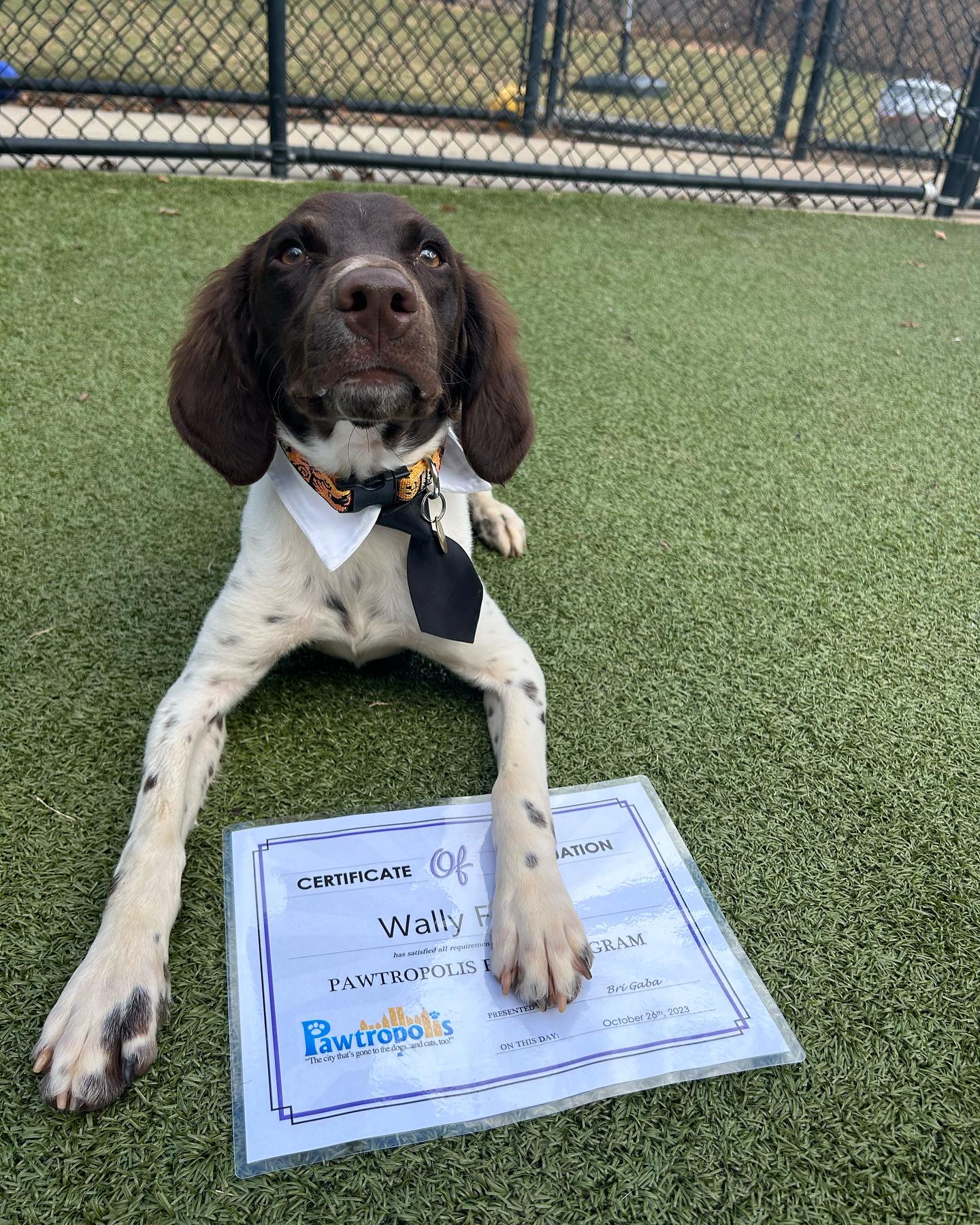 Congratulations to our... - Pawtropolis & Helping Paws Rescue