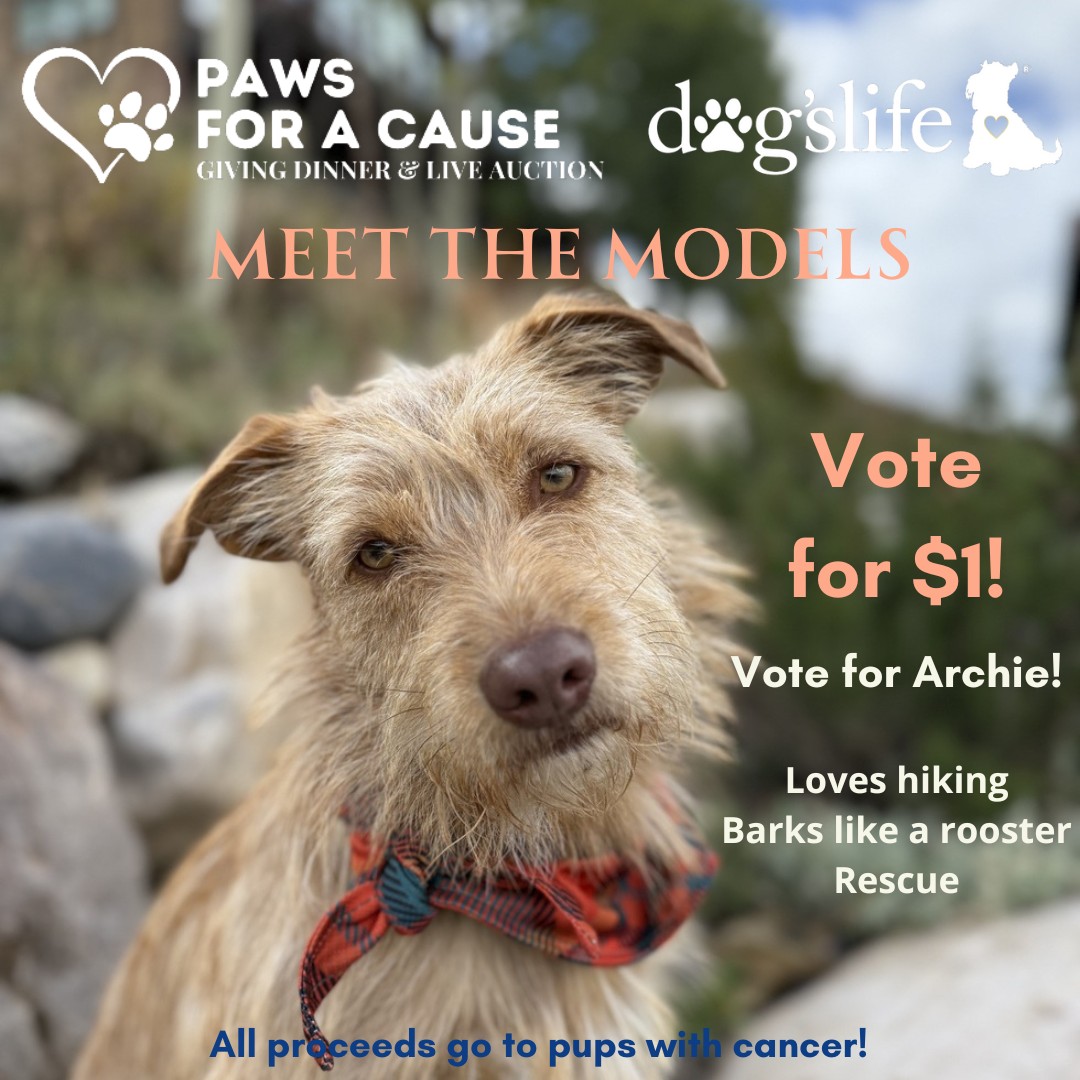 Dogslife - 🐾 Meet Archie! 🐾 At just 1.5 years old, Archie... | Facebook
