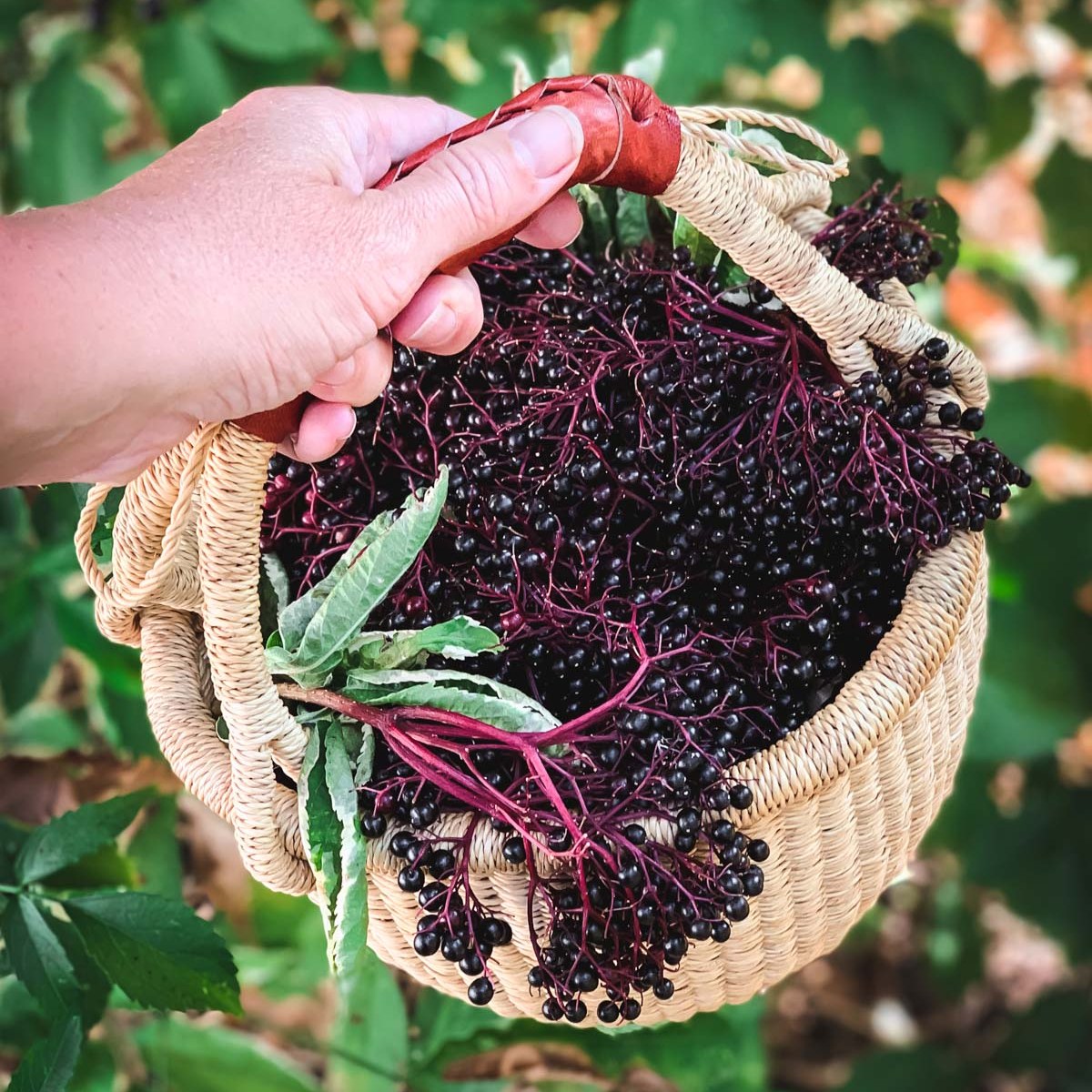 Find everything you need to... - Grow Forage Cook Ferment | Facebook