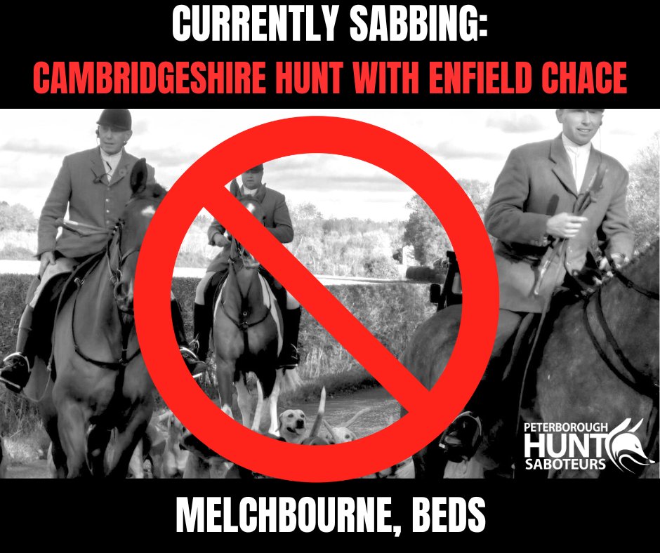 𝐂𝐔𝐑𝐑𝐄𝐍𝐓𝐋𝐘 𝐒𝐀𝐁𝐁𝐈𝐍𝐆: 𝐂𝐀𝐌𝐁𝐑𝐈𝐃𝐆𝐄𝐒𝐇𝐈𝐑𝐄... - Peterborough Hunt Sabs | Facebook