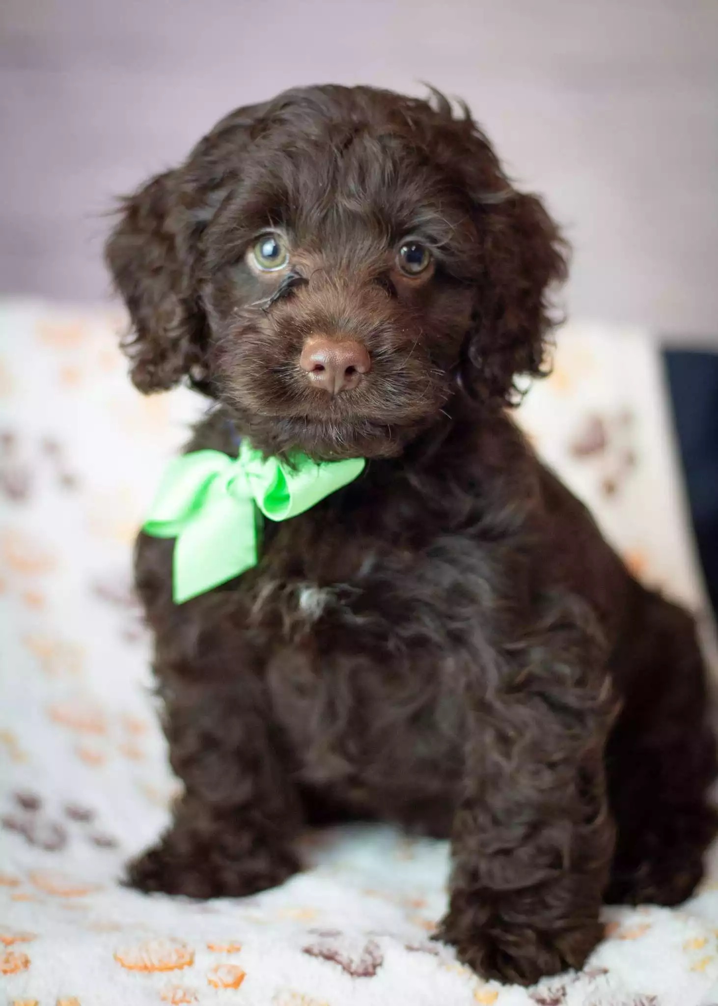 Cockapoos - What a Dapper Dood! How can you say no to this...