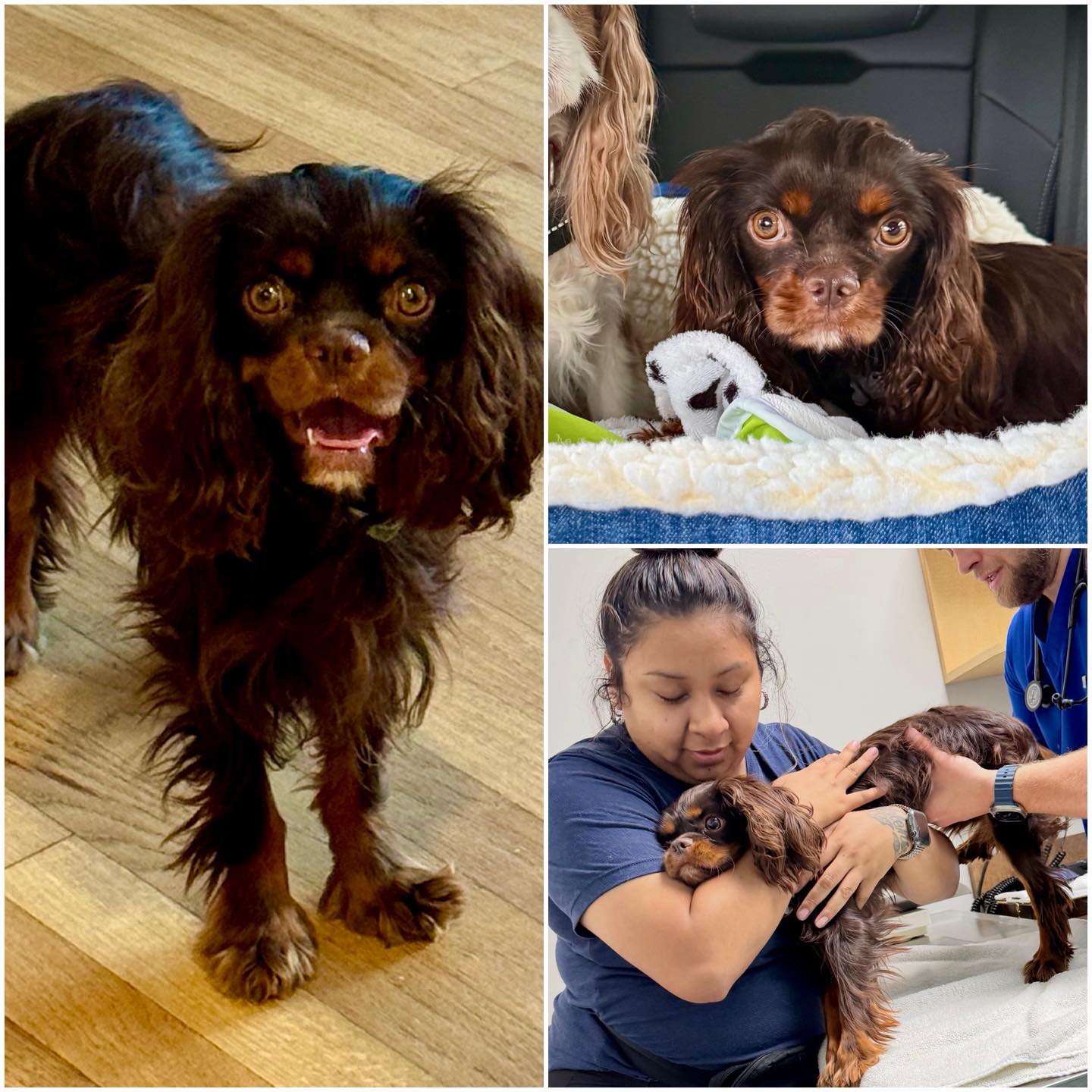 The Cavalier - We recently introduced you to precious 1 year old ...
