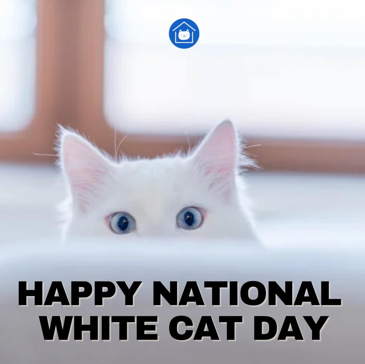 Celebrating National White Cat Day with fun facts