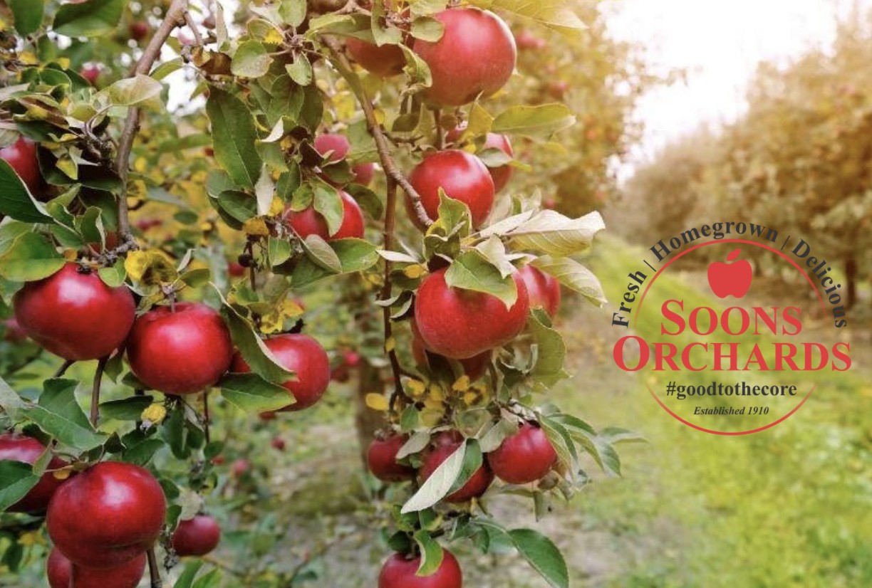Pick Your Own Apples at Soons Orchards on Sunday, 10/26