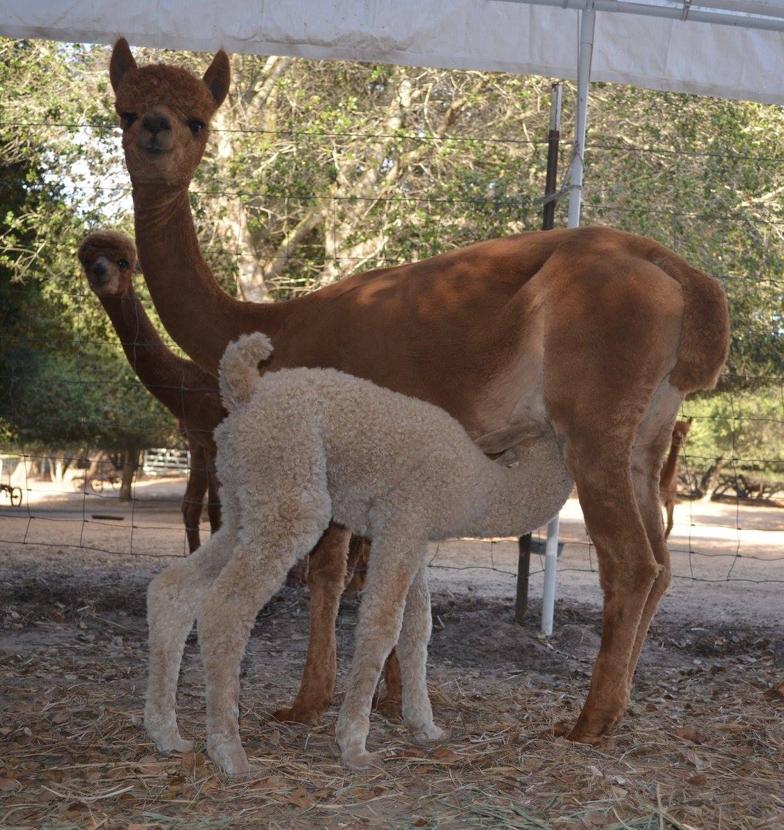 101 Alpacas Ranch | Prunedale CA