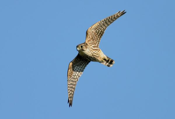 For the love of birds - The UK's smallest bird of prey is the Merlin ...
