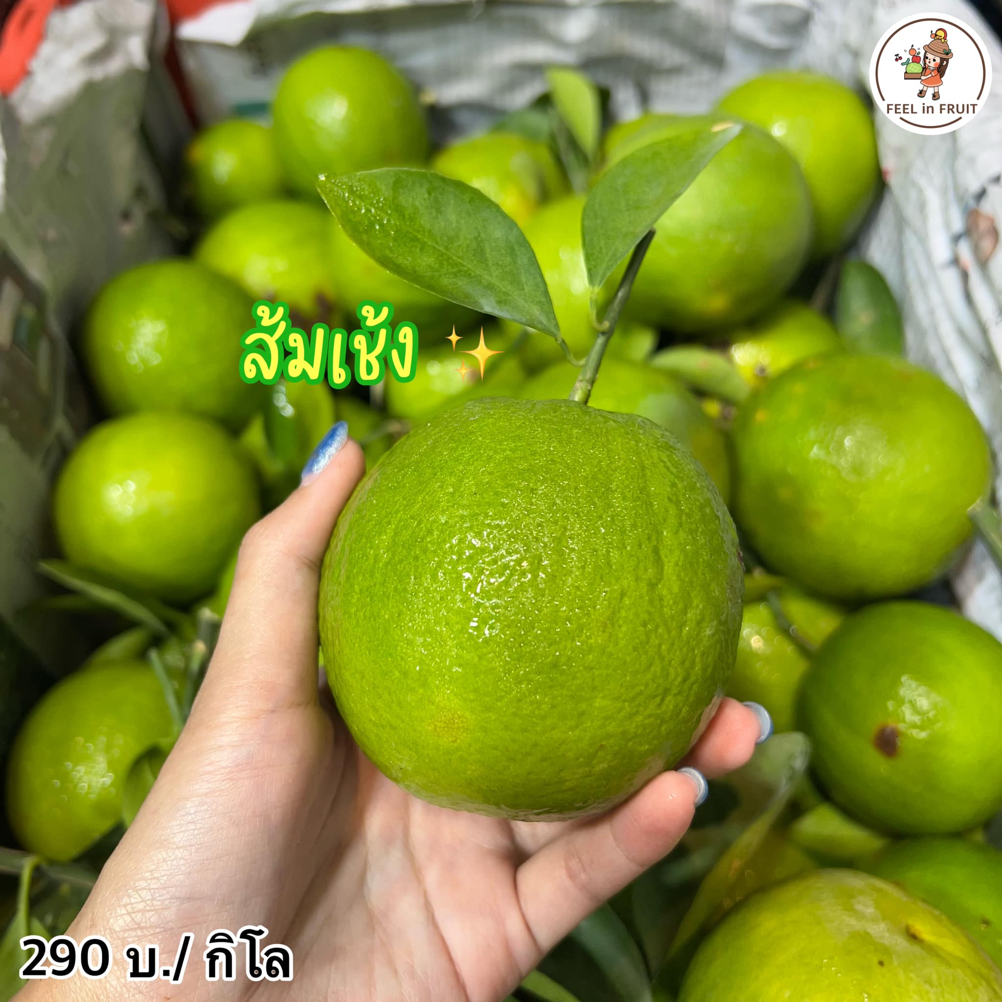 Feel'in Fruit ผลไม้นำเข้าพรีเมียม | Bangkok