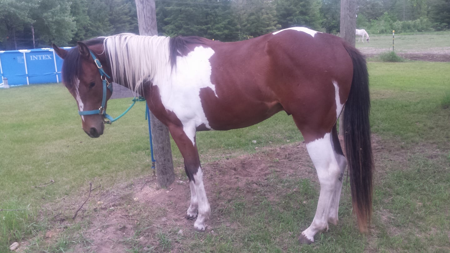 Maple Ridge Ranch - Home