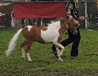 DeLong's Tracks End Arabians & Pintos | New London OH