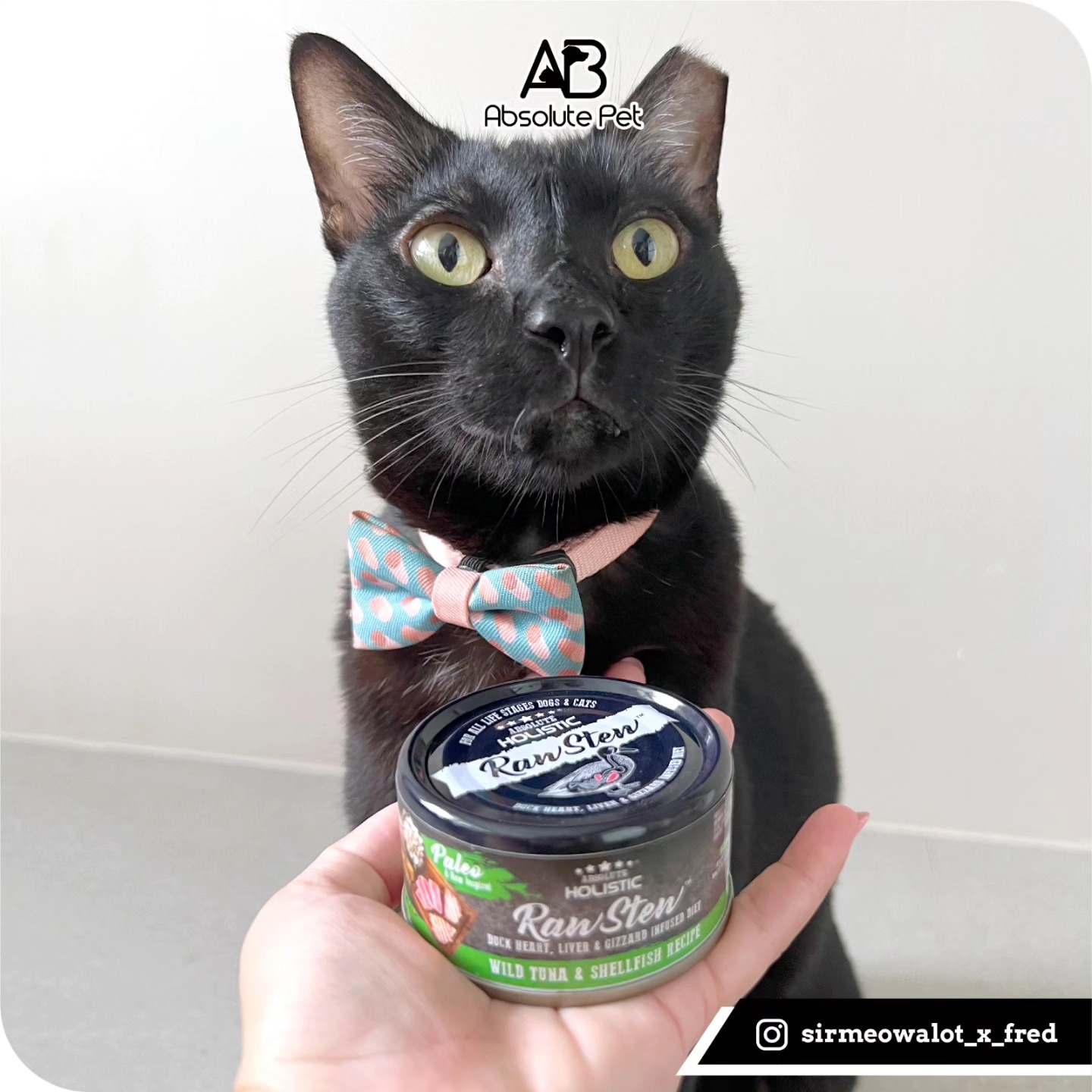 Absolute Pet International