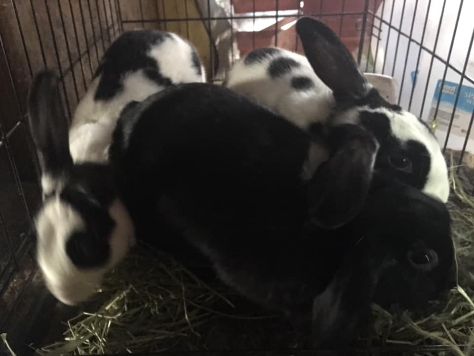 Willow Brook Farm Rabbitry - Home