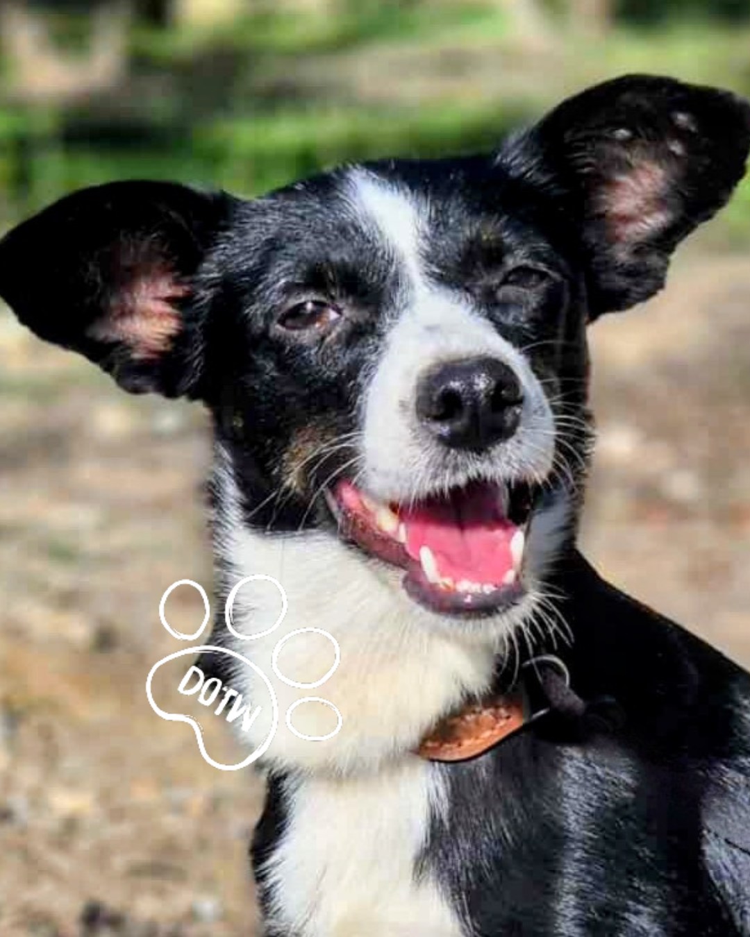 Only Rescues UK - 🐾💛 ADOPT MAGGIE 🐾💛 Maggie is just 1... | Facebook