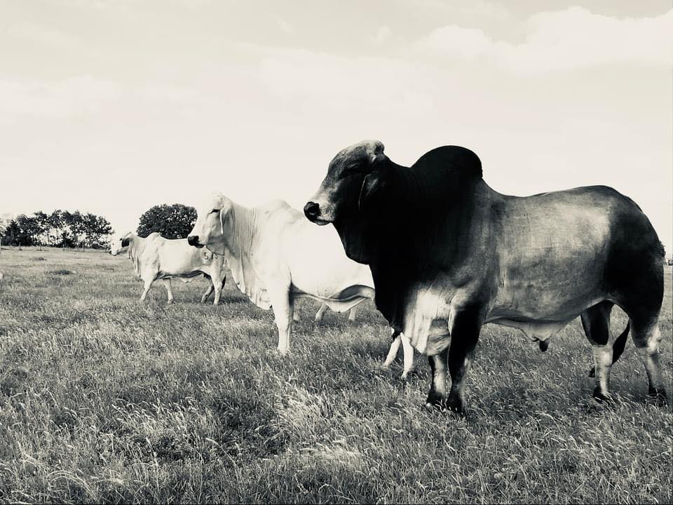Bar Heart Ranch | Hallettsville TX