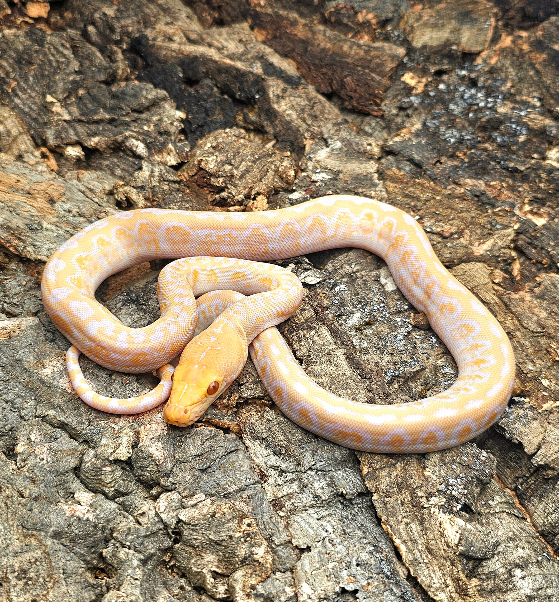 maluku retics | Facebook