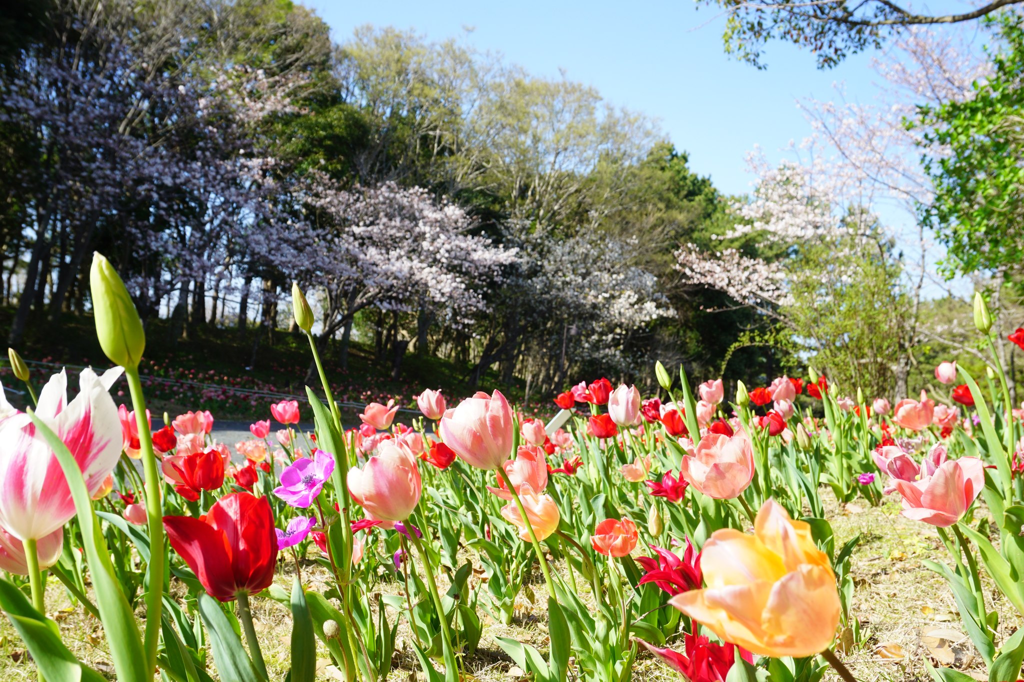 浜名湖ガーデンパーク-静岡県営公園 - #浜名湖花博2024 はいよいよ明日からの開催となります！ チューリップやマーガレットなどが見ごろを ...