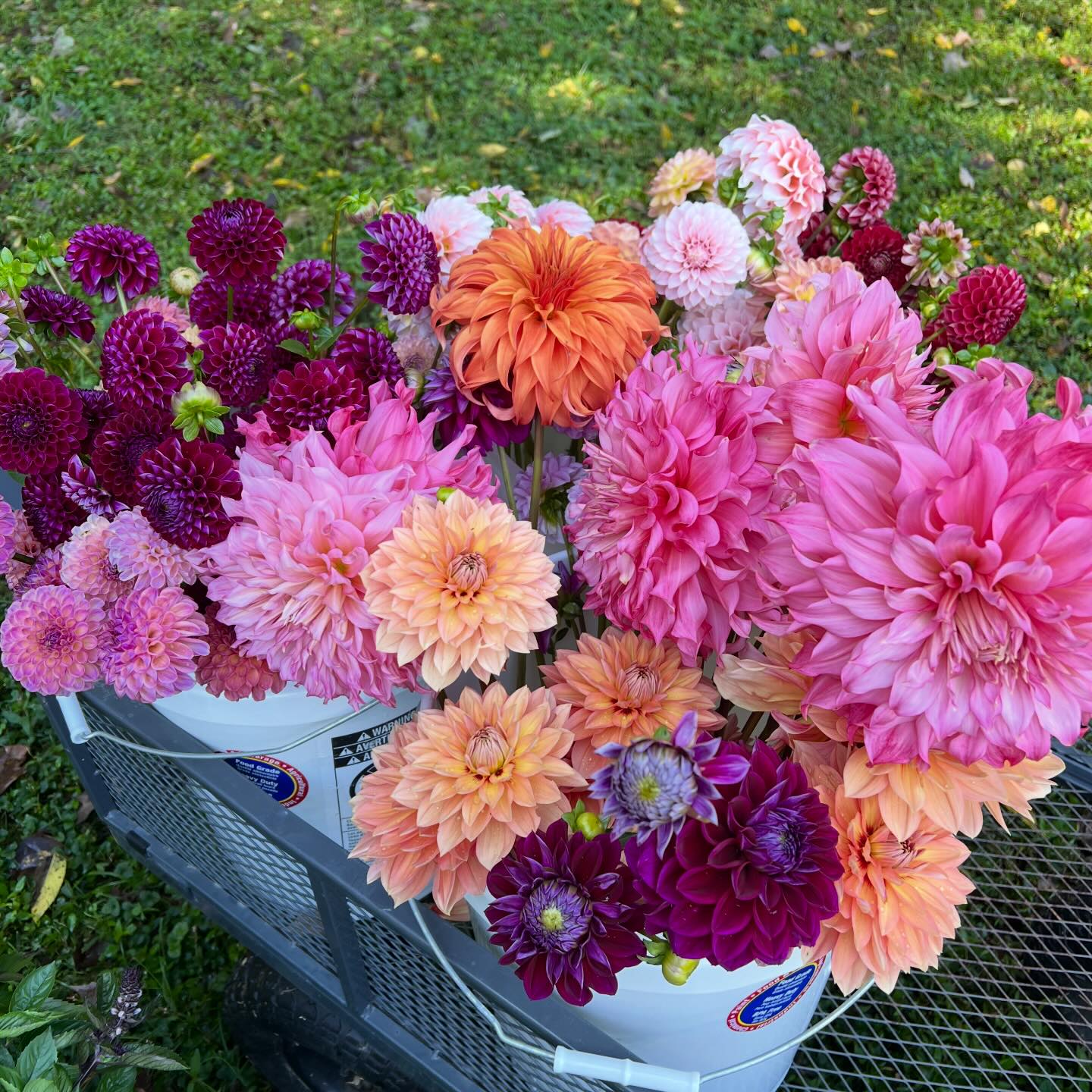 Home on the Hill Cut Flowers | Lexington IN
