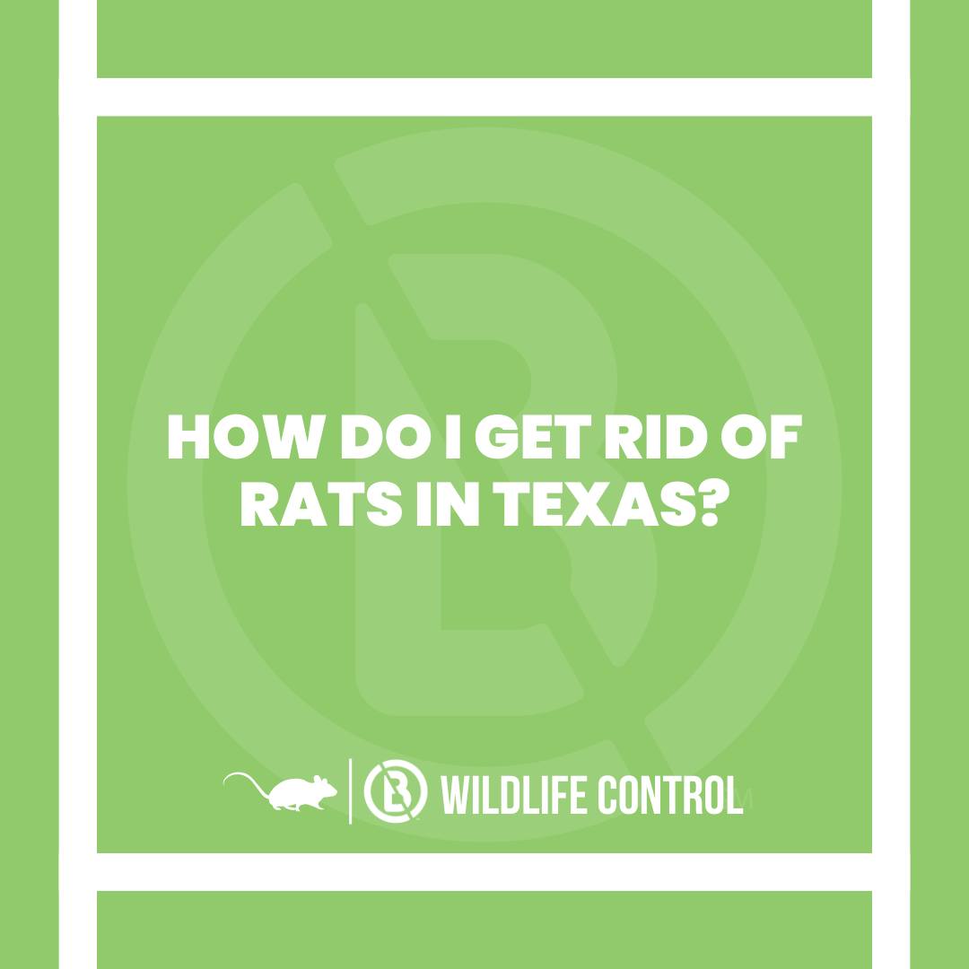 855Bugs.com - Question of the day: How do I get rid of rats in Texas ...