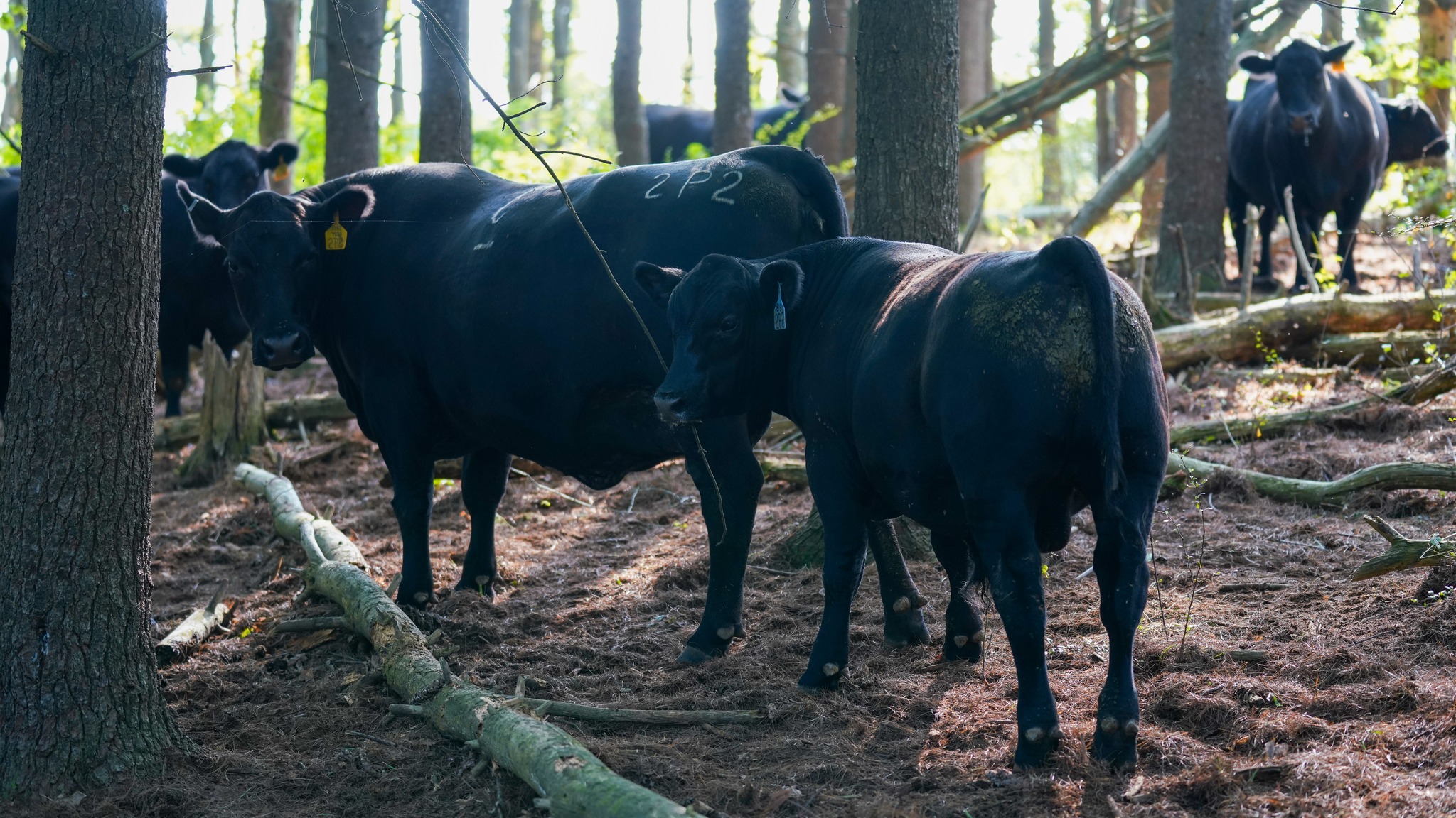 Check out this first calf heifer from... - Clark Farms Angus | Facebook