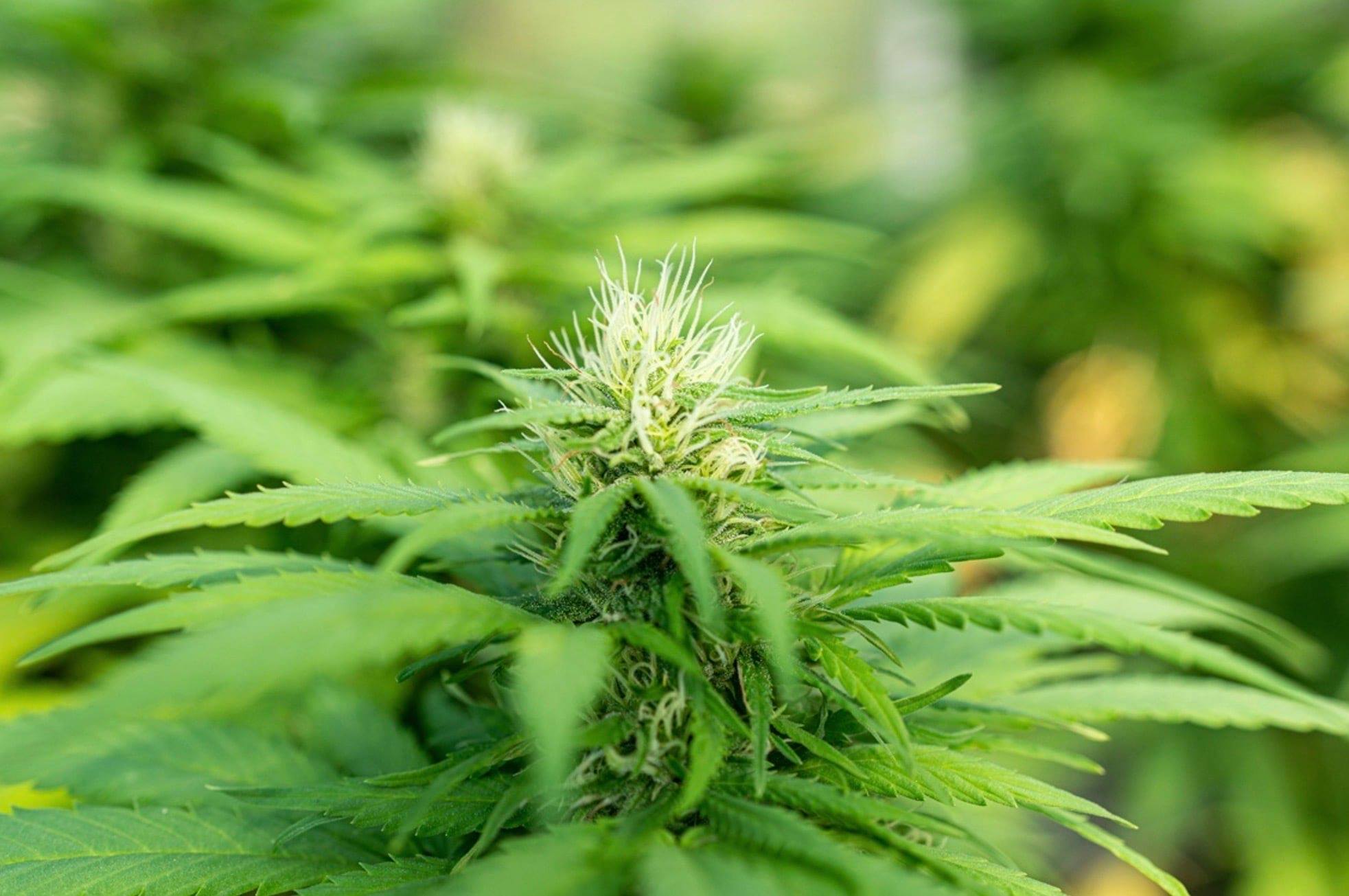 Kaycha Labs - We know that our favorite plant can be either male or ...