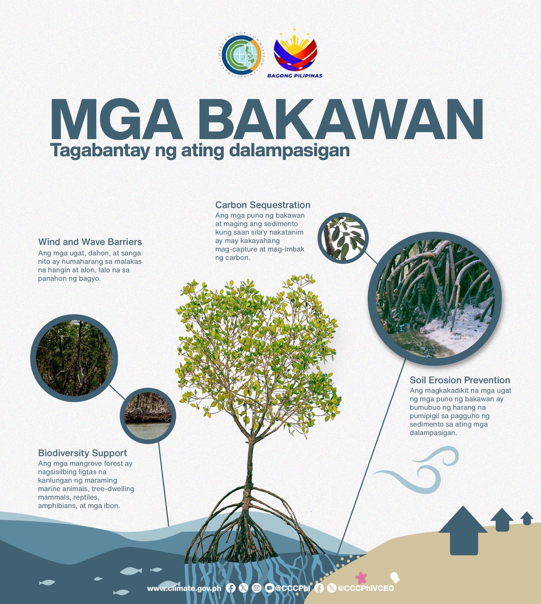 Ang ating mga mangroves o... - Climate Change Commission PH | Facebook