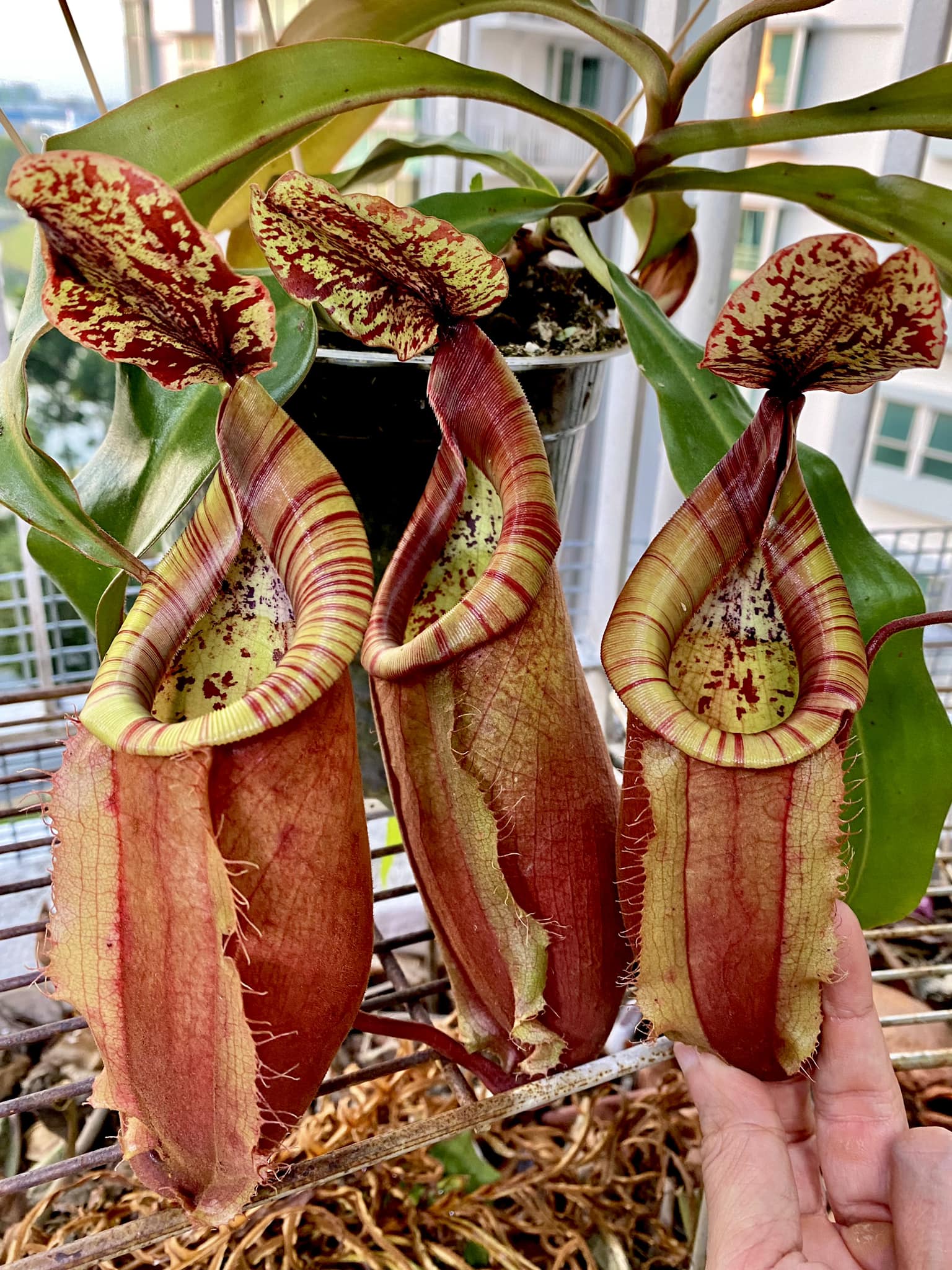 Nepenthes Viking x Veitchii thrives in 32C temperatures