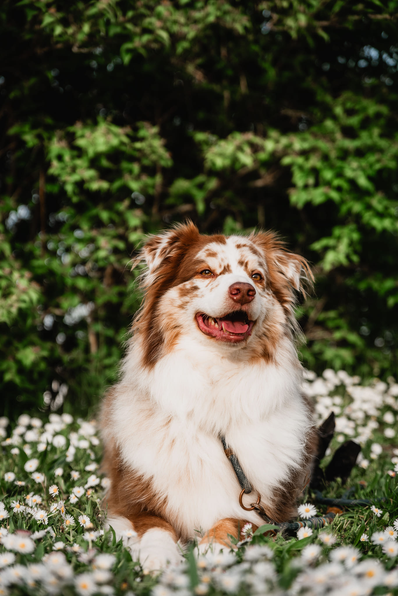 Australian Shepherd - Sam