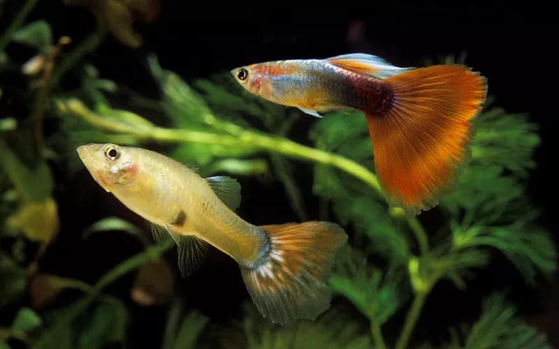 Universal - 🐠 FISH FACT 🐠 The guppy, also known as millionfish or the ...