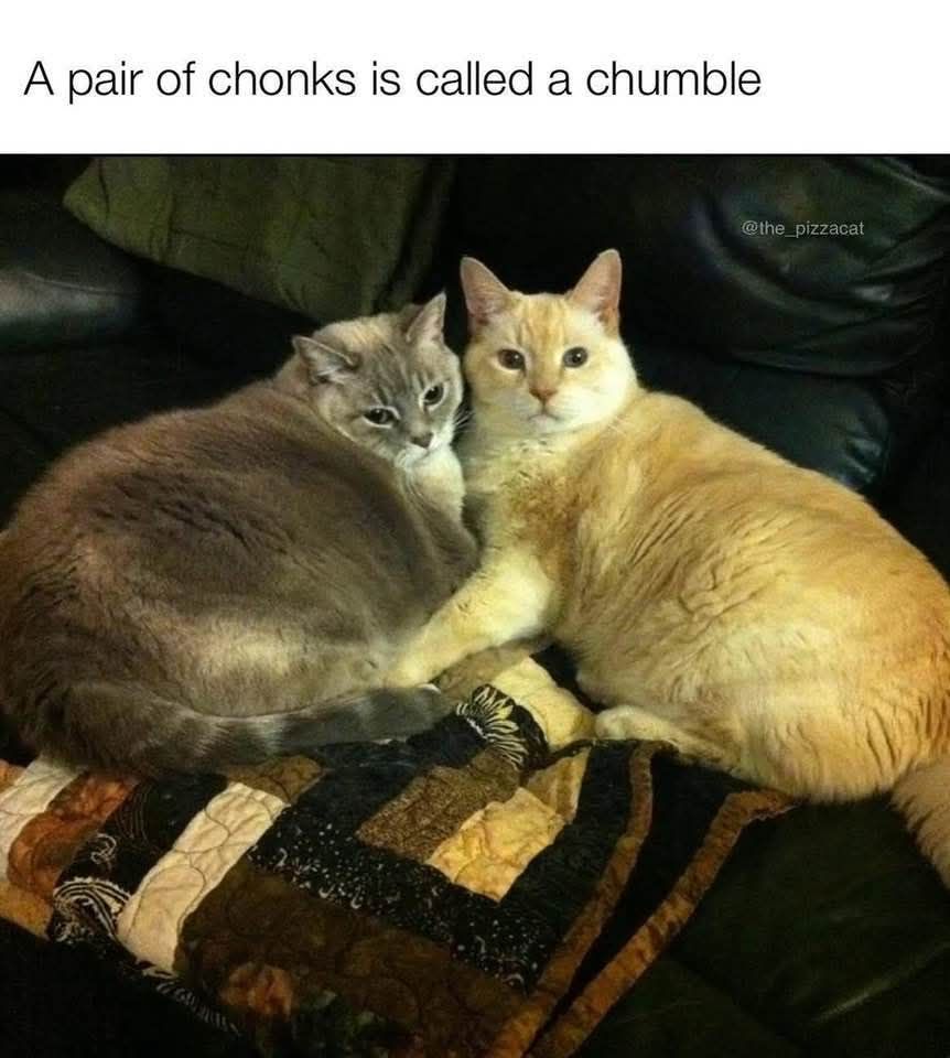 New vocabulary word - Grumpy Animal Memes | Facebook