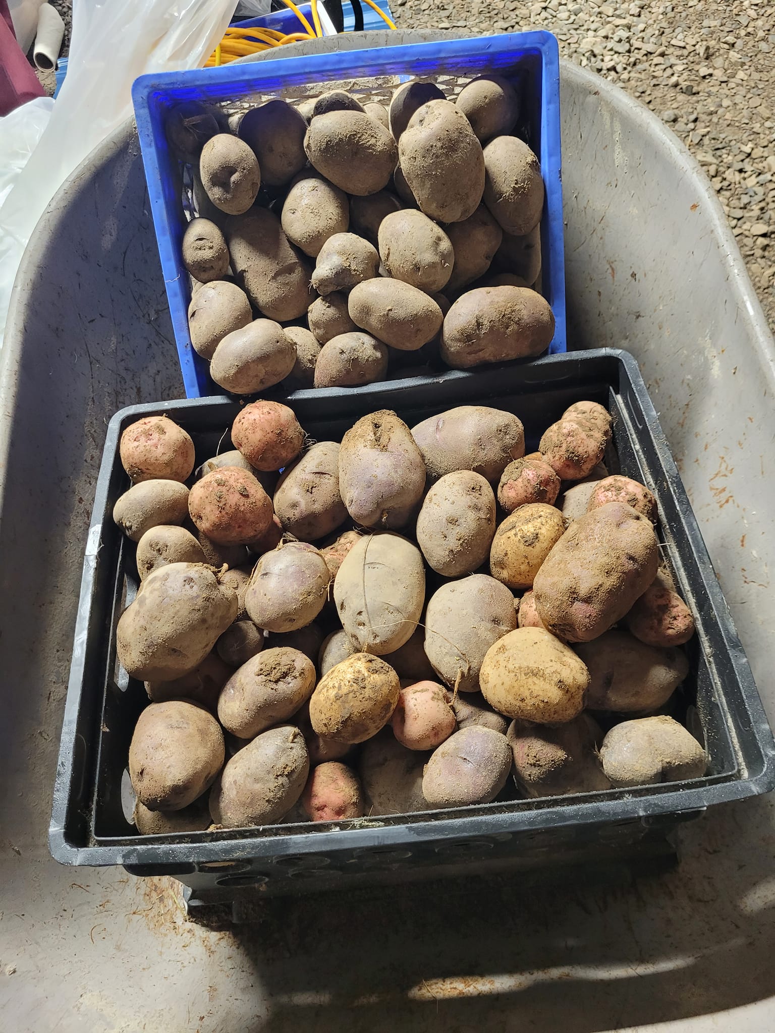did anyone elses household use to buy 55 pound of potatoes.