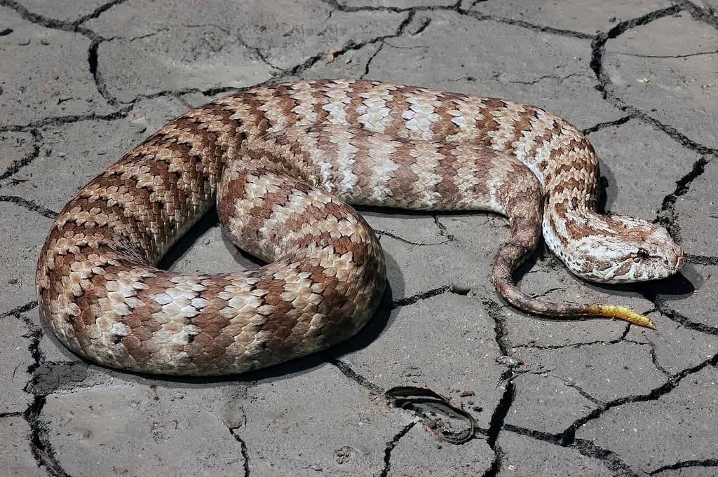 Biblical - SNAKES THAT TELL TIME Australia has many unique creatures ...
