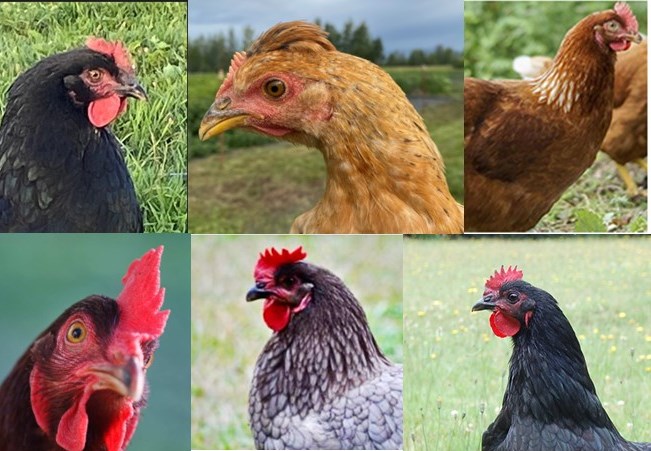 Polaris Hatchery - Bred from the Nicholas turkeys which originated in ...