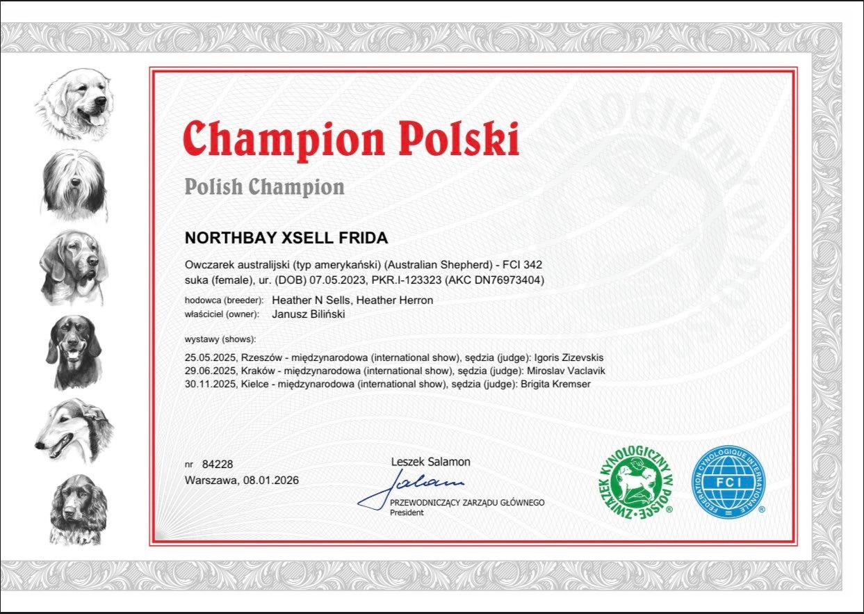 Australian shepherd wins polish champion title