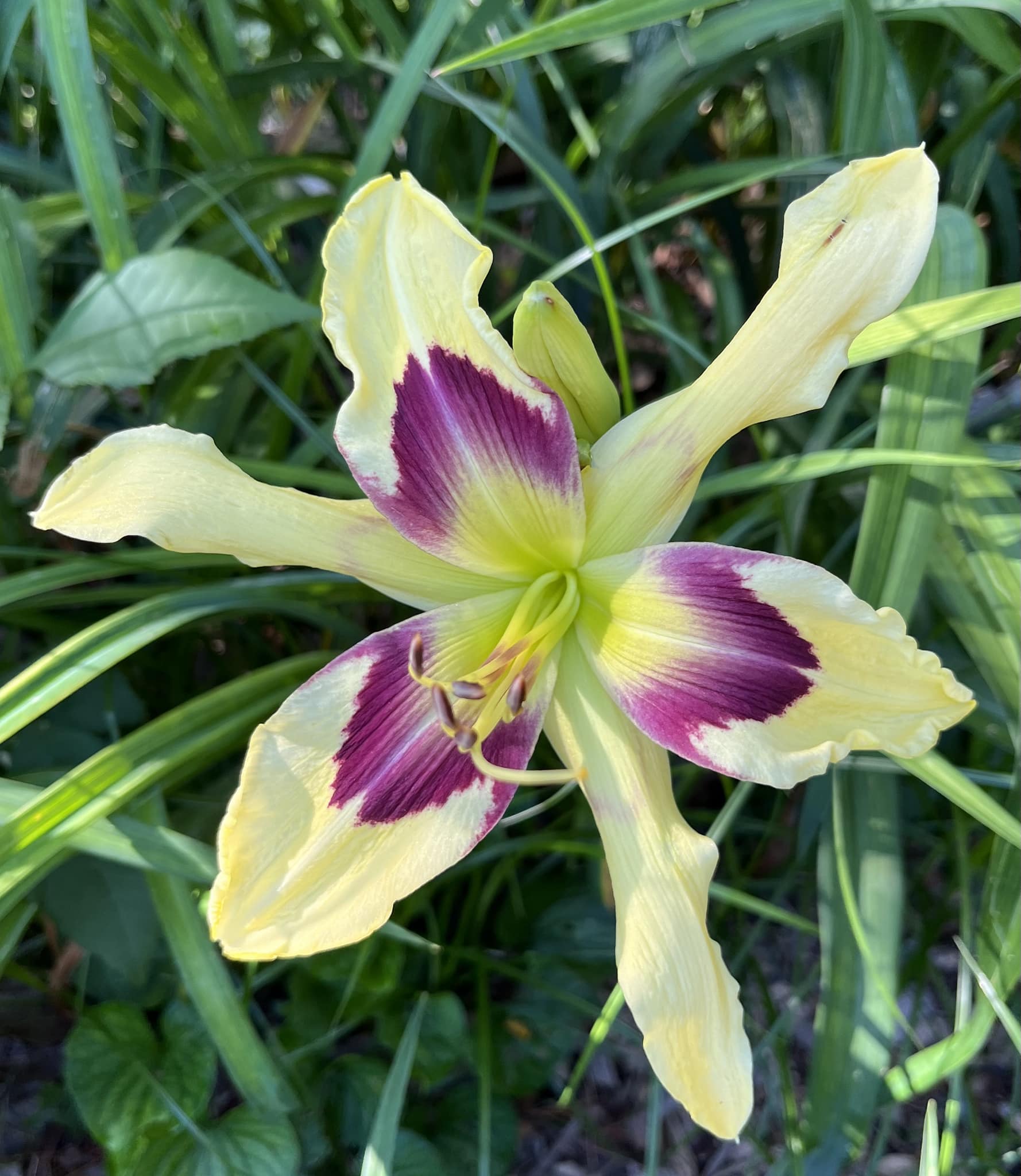 First bloom from seedling Rhynchovola Jimminey Cricket 'Super Bug