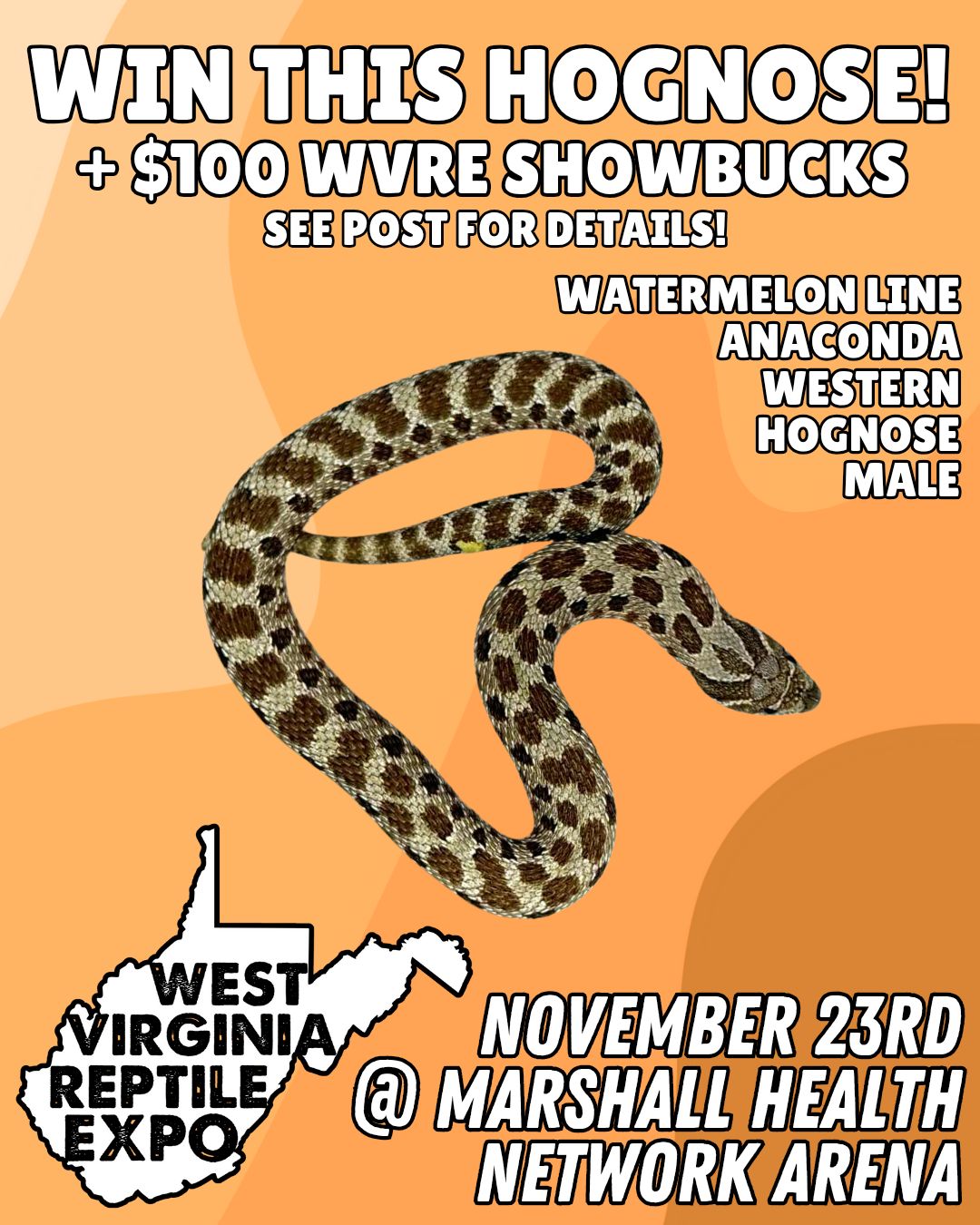 🐍🦎 November 23rd in... - West Virginia Reptile Expo | Facebook
