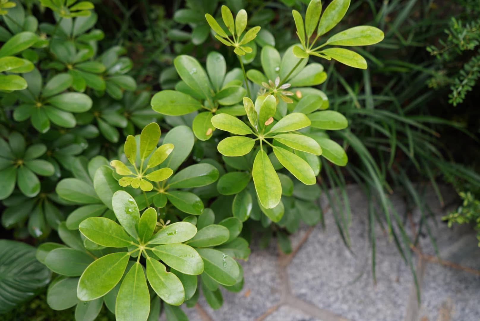 🌿 𝗢𝘂𝗿 𝗟𝗮𝘁𝗲𝘀𝘁... - Garden ni Tatay Landscaping Services | Facebook