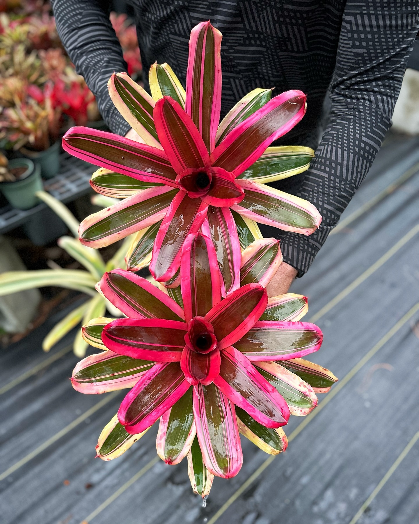 ブロメリア・エアープランツ Neoregelia Highlander Albo Neoregelia 'Highlander' bromeliad plant