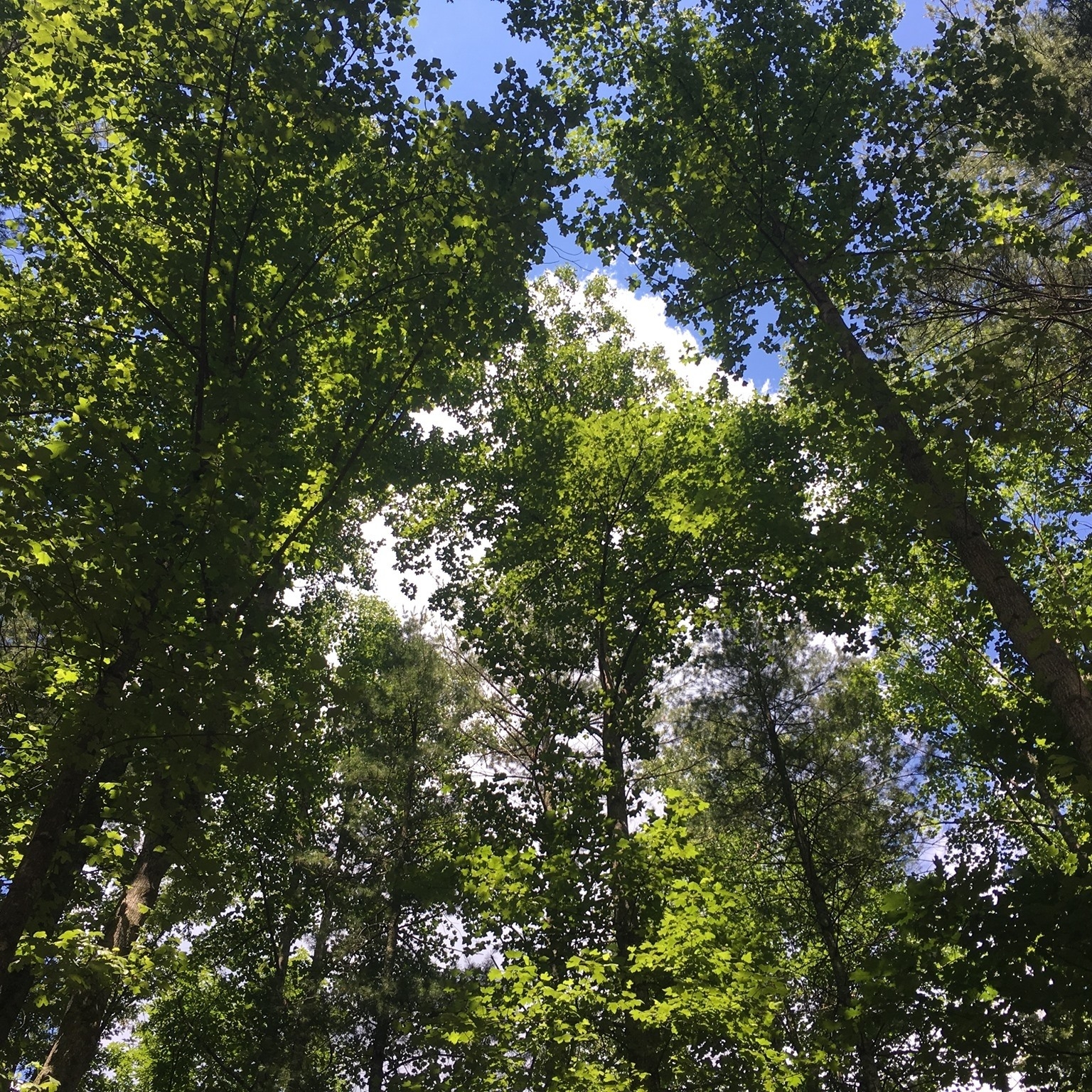 The RCE... - Rachel Carson EcoVillage at Providence Heights | Facebook